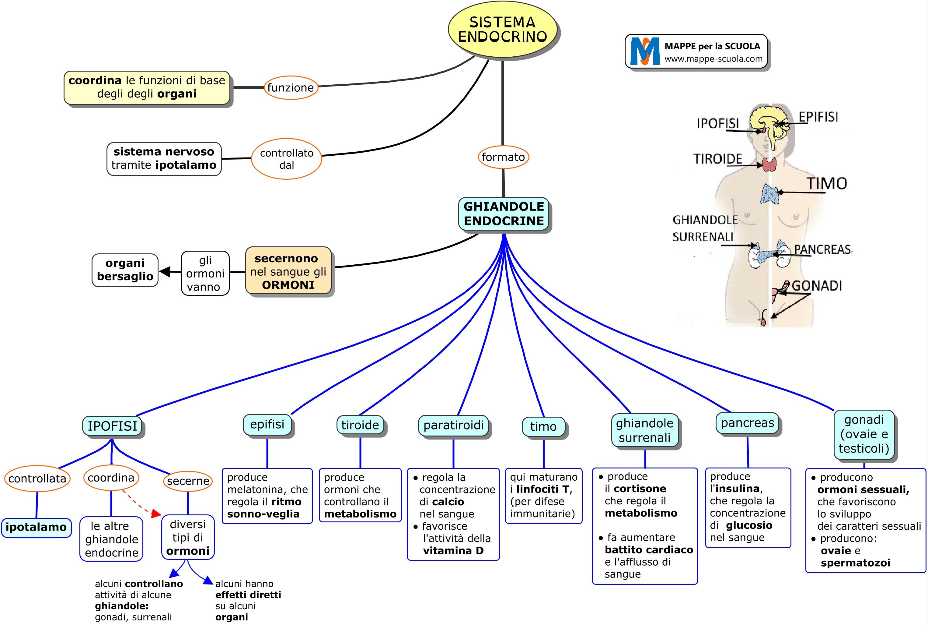 Mappa Concettuale Sistema Endocrino Docsity Sistema Endocrino My Xxx